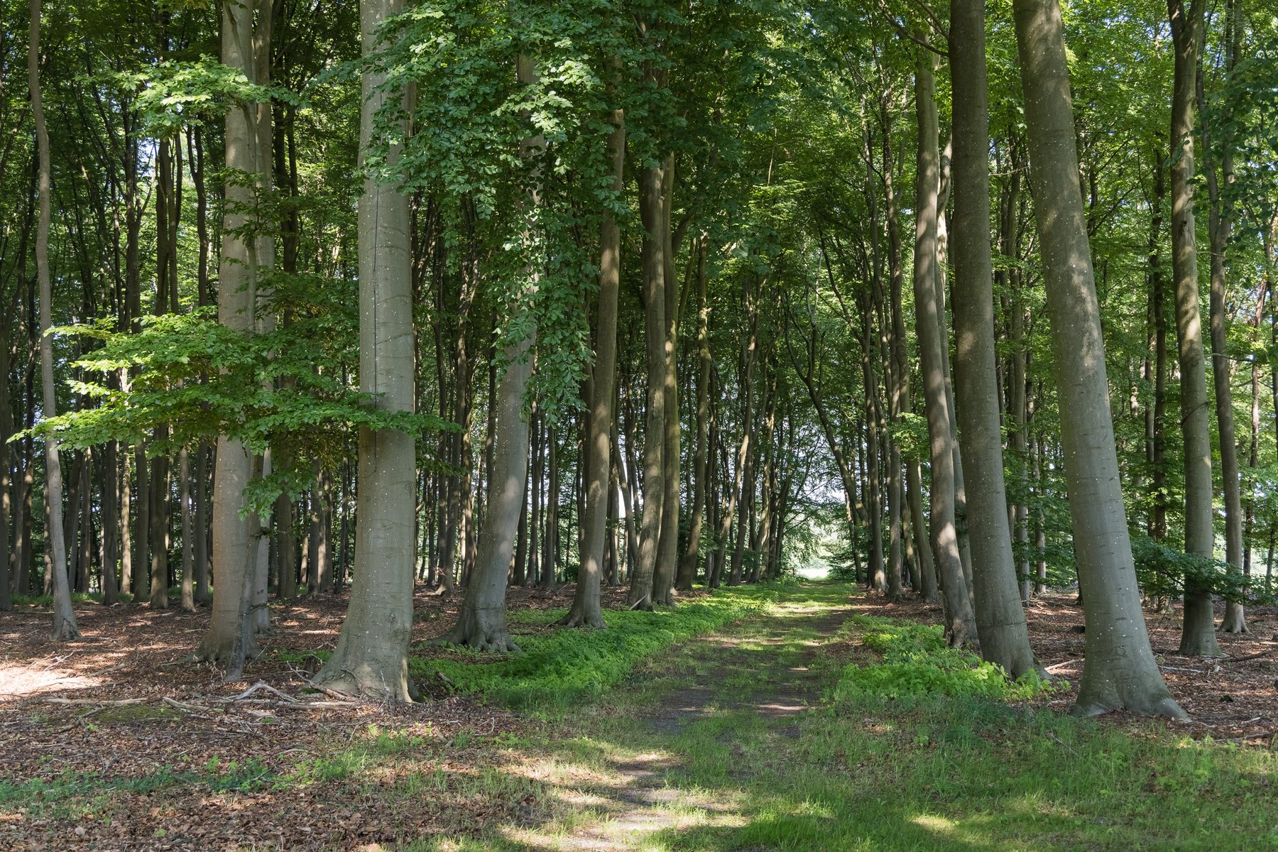 Het beukenbos met rechte stammen en open ondergroei