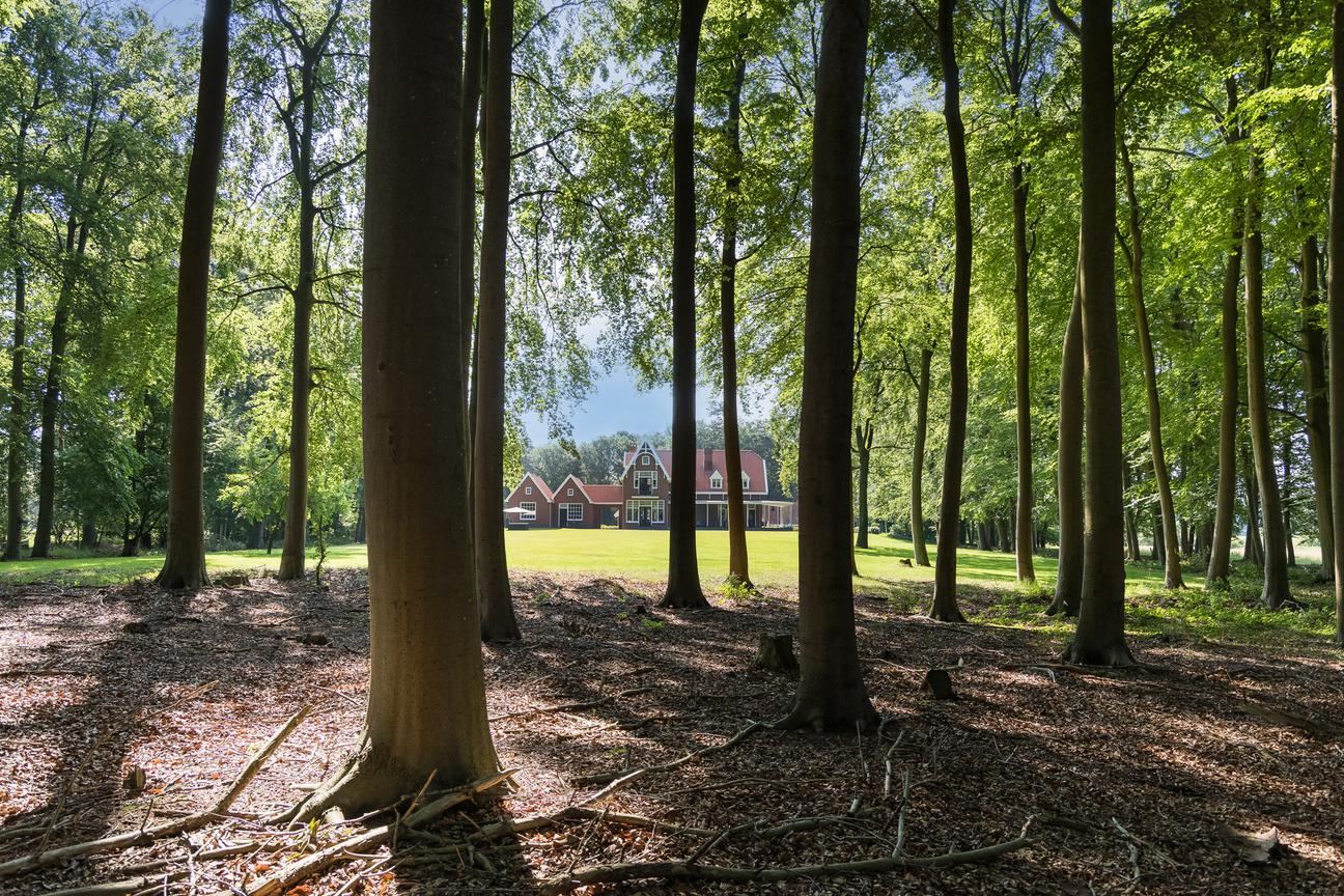 Het beukenbos met zonlicht tussen de stammen