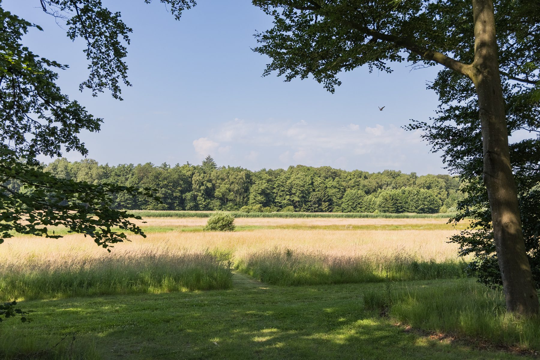 De overgang van weiland naar bosrand