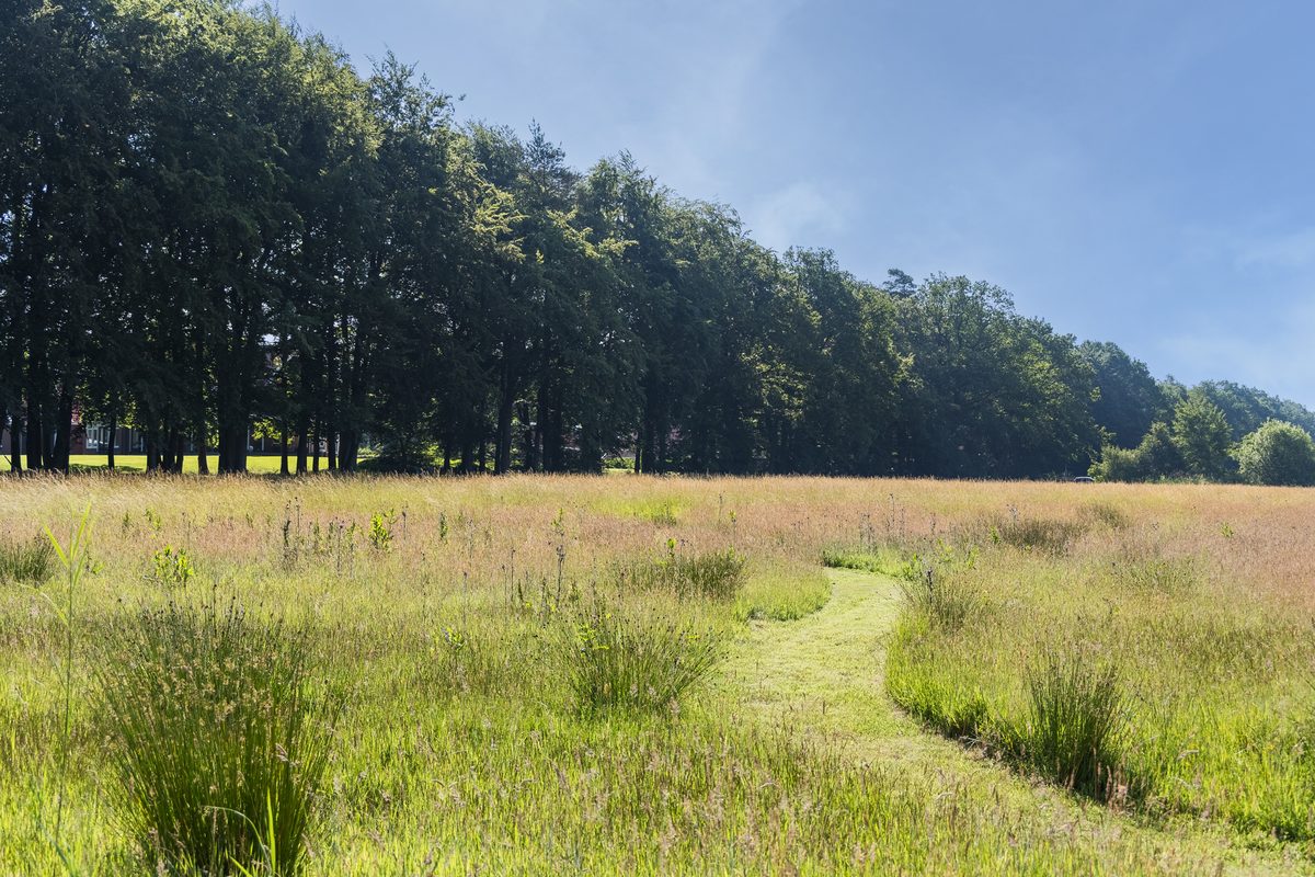 Het ruige veld aan de rand van het landgoed, met de bosrand erachter