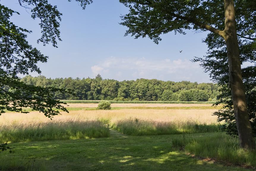 Weiland aan de rand van het bos