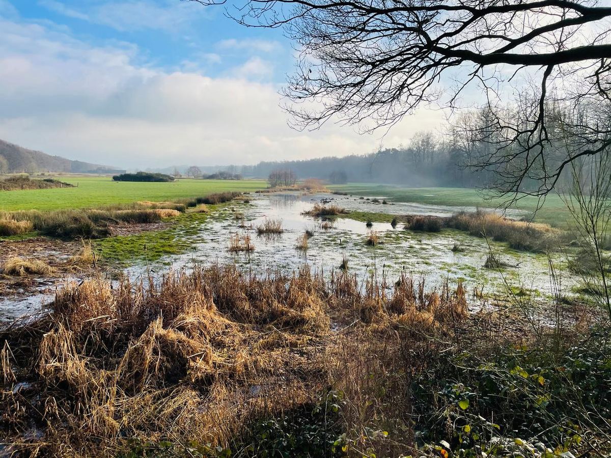 Een ven in Het Roderveld